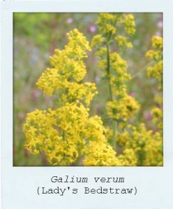 Galium veru (Lady's Bedstraw) flower