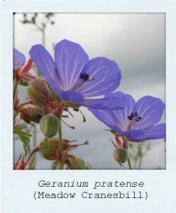 Geranium pratense (Meadow Cranesbill) flowers