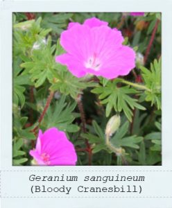 Geranium sanguineum (Bloody Cranesbill) flower