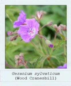 Geranium sylvaticum (Wood Cranesbill) flowers