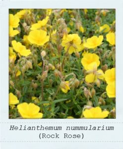 Helianthemum nummularium (Rock Rose) flowers