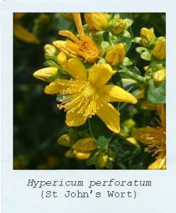 Hypericum perforatum (St John's Wort) flower