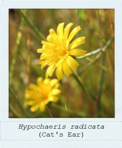 Hypochaeris radicata (Cat's Ear) flowers