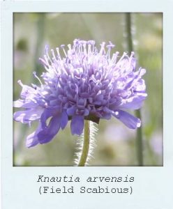 Knautia arvensis (Field Scabious) flower
