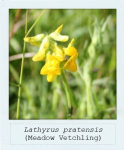 Lathyrus pratensis (Meadow Vetchling) flower