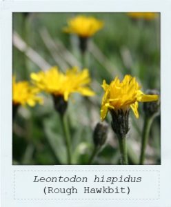 Leontodon hispidus (Rough Hawkbit) flower