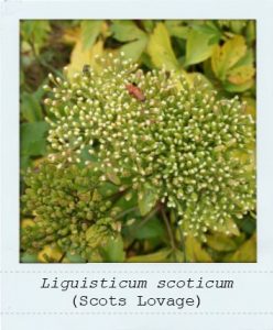 Liguisticum scoticum (Scots Lovage) flower