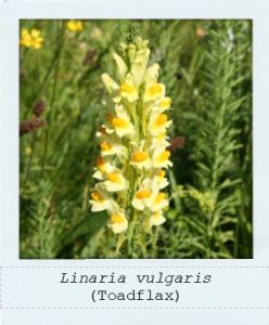 Linaria vulgaris (Toadflax) flower