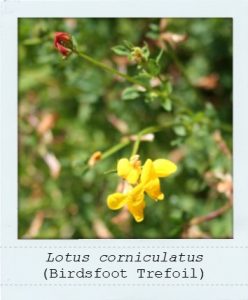 Lotus corniculatus (Birdsfoot Trefoil) flower