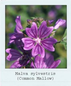 Malva sylvestris (Common Mallow) flowers