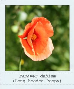 Papaver dubium (Long-headed Poppy) flower