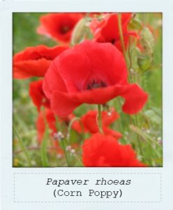 Papaver rhoeas (Corn Poppy)