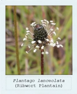Plantago lanceolata (Ribwort Plantain) flower