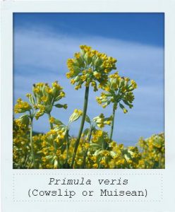 Primula veris (Cowslip) flower