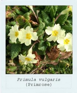 Primula vulgaris (Primrose) flower
