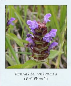 Prunella vulgaris (Selfheal)