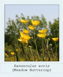 Ranunculus acris (Meadow Buttercup) flowers