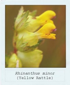 Rhinanthus minor (Yellow Rattle) flower