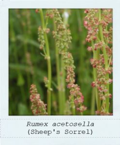 Rumex acetosella (Sheep's Sorrel) flowers