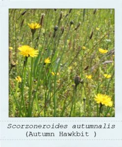 Scorzoneroides autumnalis (Autumn Hawkbit) flowers