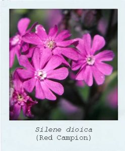 Silene dioica (Red Campion) flowers