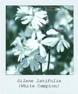 Silene latifolia (White Campion) flower