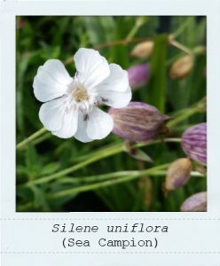 Silene uniflora (Sea Campion) flower