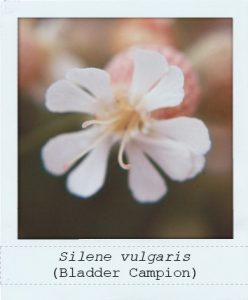 Silene vulgaris (Bladder Campion) flower