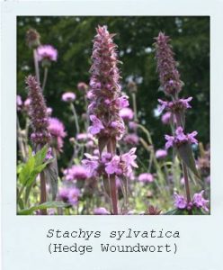 Stachys sylvatica (Hedge Woundwort) flowers