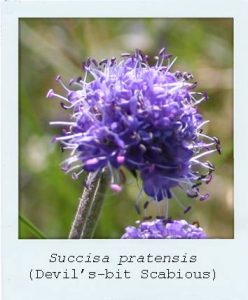 Succisa pratensis (Devil's-bit Scabious) flower