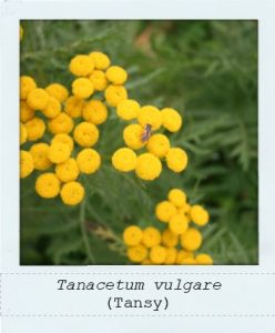Tanacetum vulgare (Tansy) flower