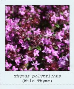 Thymus polytrichus (Wild Thyme) flowers