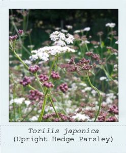 Torilis japonica (Upright Hedge Parsley) plants