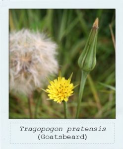 Tragopogon pratensis (Goatsbeard) flower and seedhead