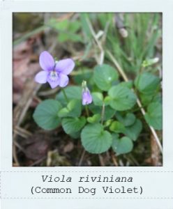 Viola riviniana (Common Violet) plant