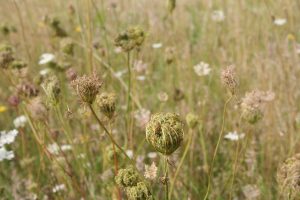 Wild Carrot (Daucus carota) flowers and seed heads