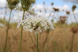 Wild Carrot (Daucus carota) flower head