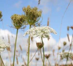 Wild Carrot