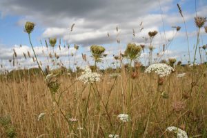 Wild Carrot (Daucus carota) flowers and seed heads