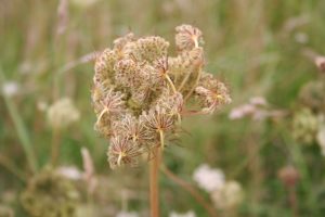 Wild Carrot (Daucus carota) seed head