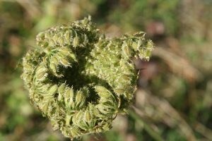 Wild Carrot (Daucus carota) seed head