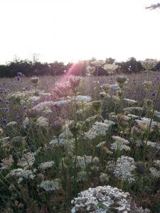 Wild Carrot (Daucus carota) plants