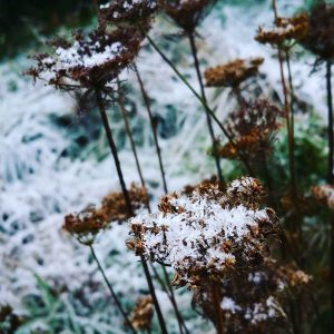 Wild Carrot (Daucus carota) seed heads in winter