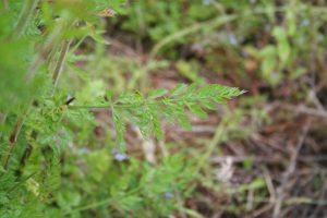 Wild Carrot (Daucus carota) leaves