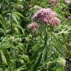 Hemp Agrimony - Image 3