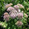 Hemp Agrimony - Image 2