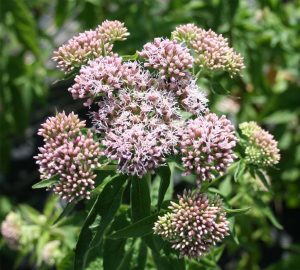 Hemp Agrimony (Eupatorium cannabinum) flower