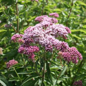 Hemp Agrimony (Eupatorium cannabinum) flower head