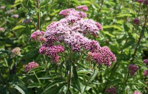 Hemp Agrimony (Eupatorium cannabinum) flowers