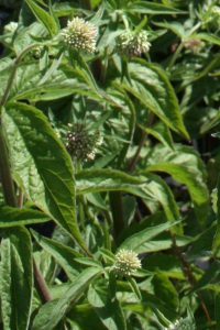 Hemp Agrimony (Eupatorium cannabinum) leaves and buds